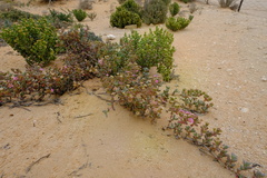 Amphibolia succulenta