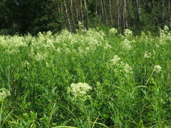 Thalictrum flavum