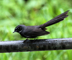 Rhipidura albicollis