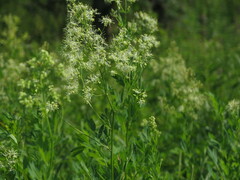 Thalictrum flavum