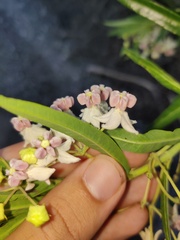 Gomphocarpus fruticosus