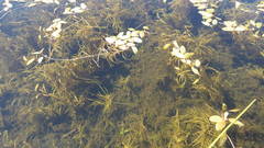 Potamogeton spirillus
