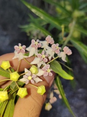Gomphocarpus fruticosus