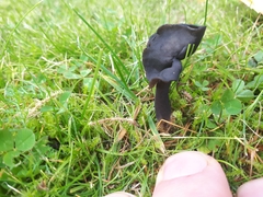 Helvella atra