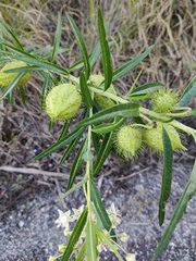 Gomphocarpus fruticosus