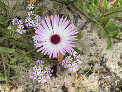 Cleretum bellidiforme
