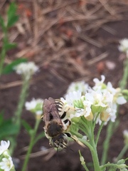 Anthidium