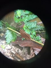 Thaumantis noureddin