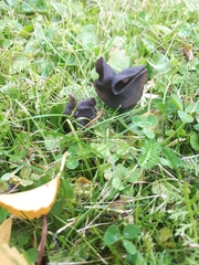 Helvella atra