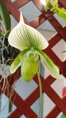 Paphiopedilum