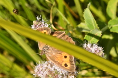 Hyponephele lycaon
