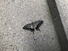 Papilio xuthus