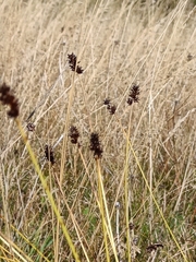 Carex otrubae