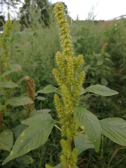 Amaranthus hybridus