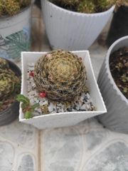 Mammillaria schiedeana