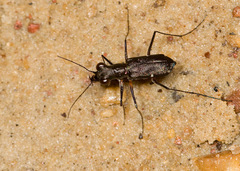 Odontochilina