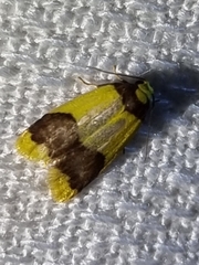 Heterallactis microchrysa