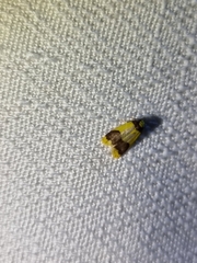 Heterallactis microchrysa