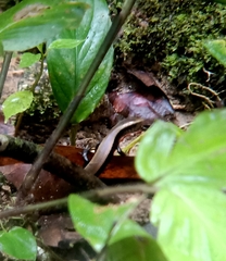 Eutropis longicaudata