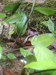 Eutropis longicaudata