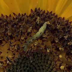 Eupithecia miserulata