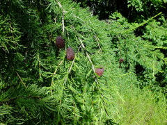 Larix sibirica