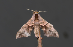 Smerinthus ocellata