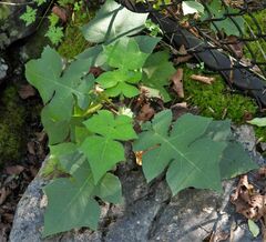 Polymnia canadensis