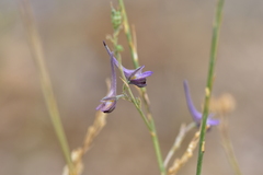 Delphinium peregrinum