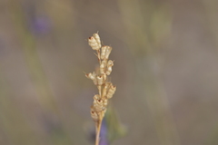 Delphinium peregrinum