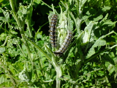 Melitaea
