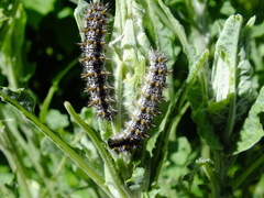Melitaea