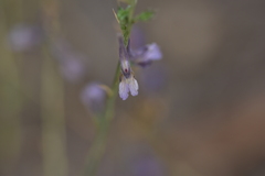 Delphinium peregrinum