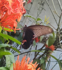 Papilio protenor