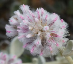 Ptilotus obovatus