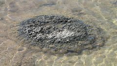 Bacteria