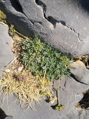 Seseli montanum