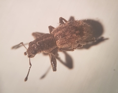 Andrion regensteinense