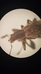 Andrion regensteinense