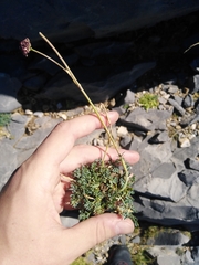 Seseli montanum