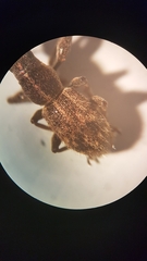 Andrion regensteinense