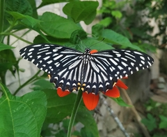 Papilio clytia