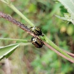 Calligrapha pantherina