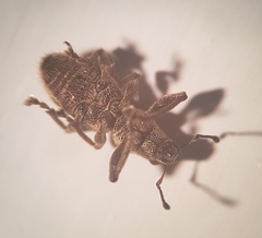 Andrion regensteinense