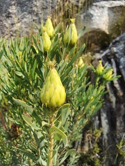 Leucadendron rubrum
