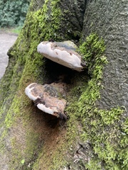 Ganoderma australe