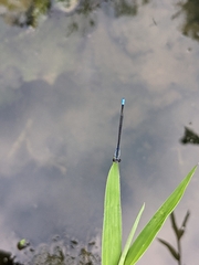 Paracercion calamorum