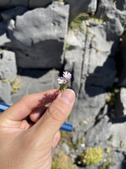 Euphrasia officinalis