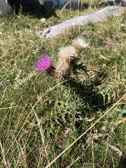 Carduus defloratus carlinifolius