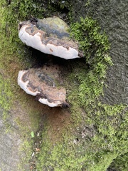 Ganoderma australe